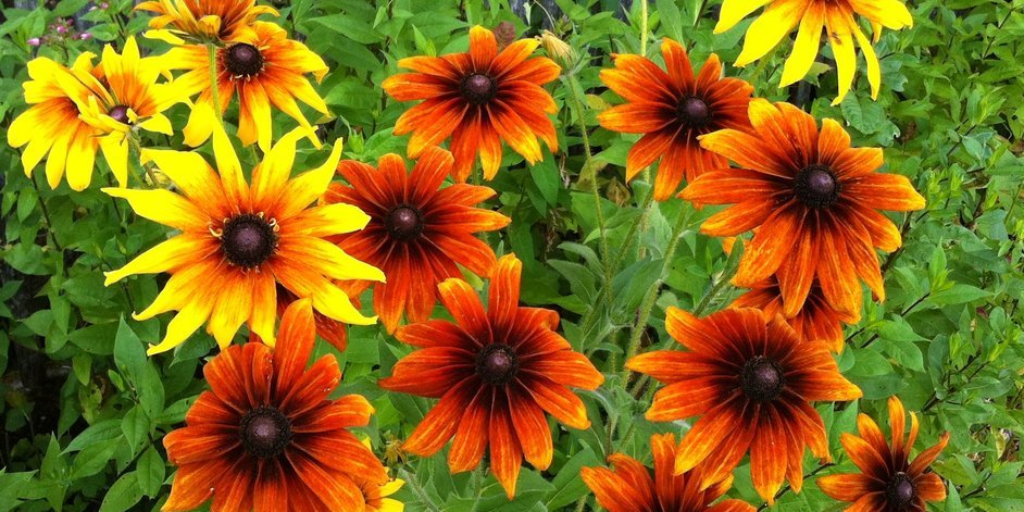 Blumenpracht
