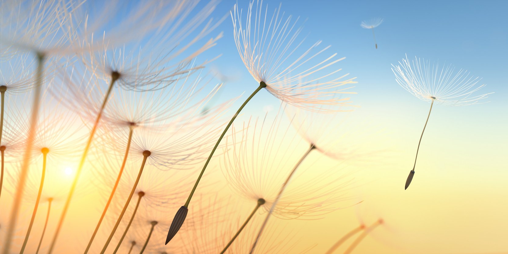 Bild einer Pusteblume