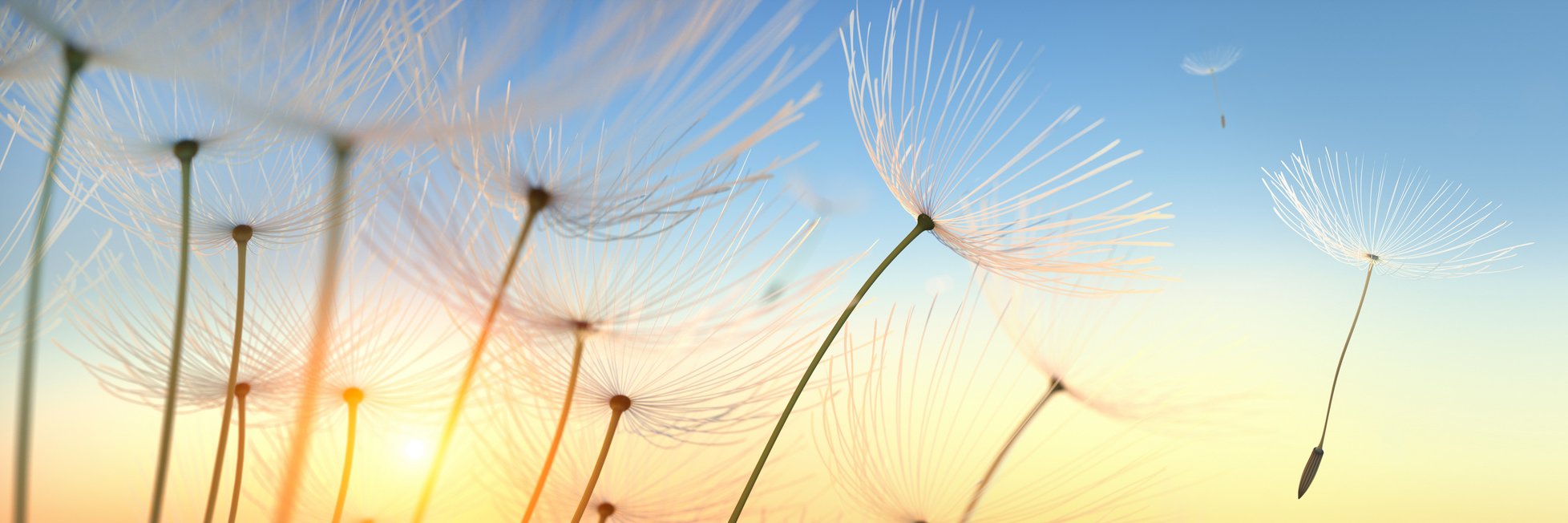 Pusteblume im Sonnenlicht