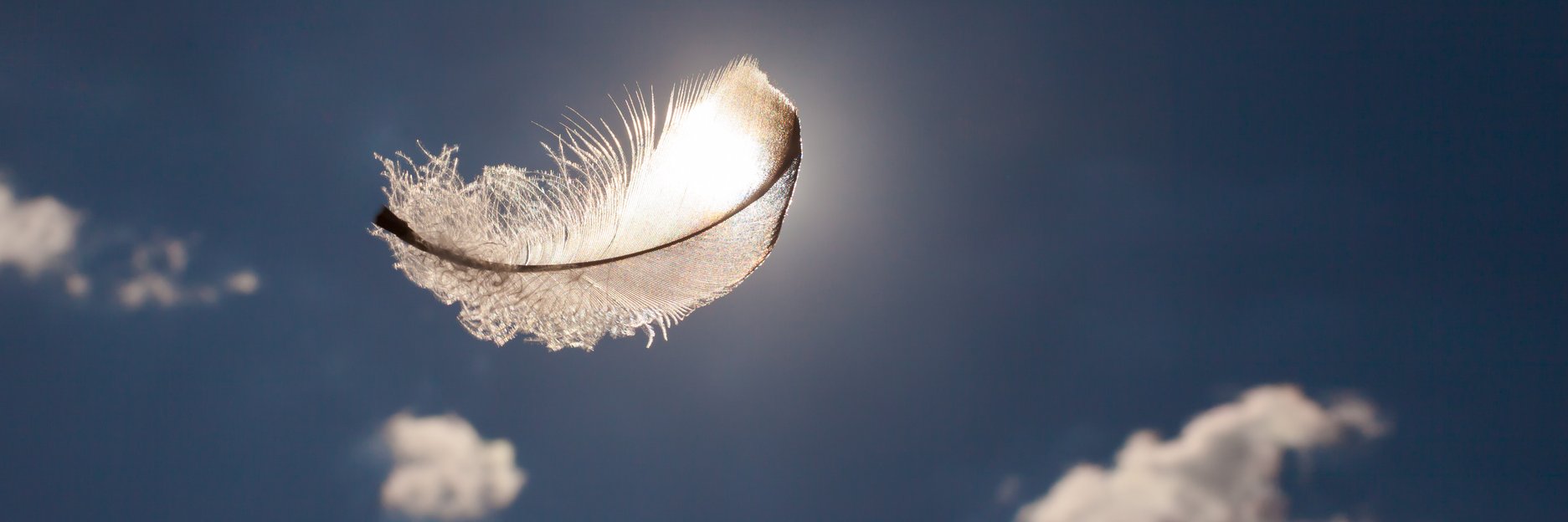 Bild - schwebende Feder im Sonnenlicht